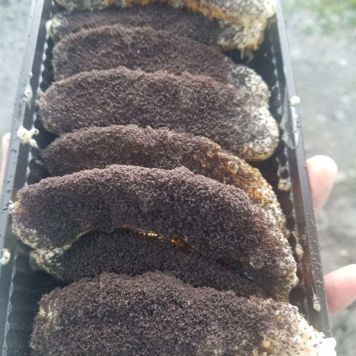 Tiramisu Oreo