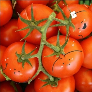 Tomat 1 Kg