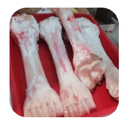 Tulang Sum-sum