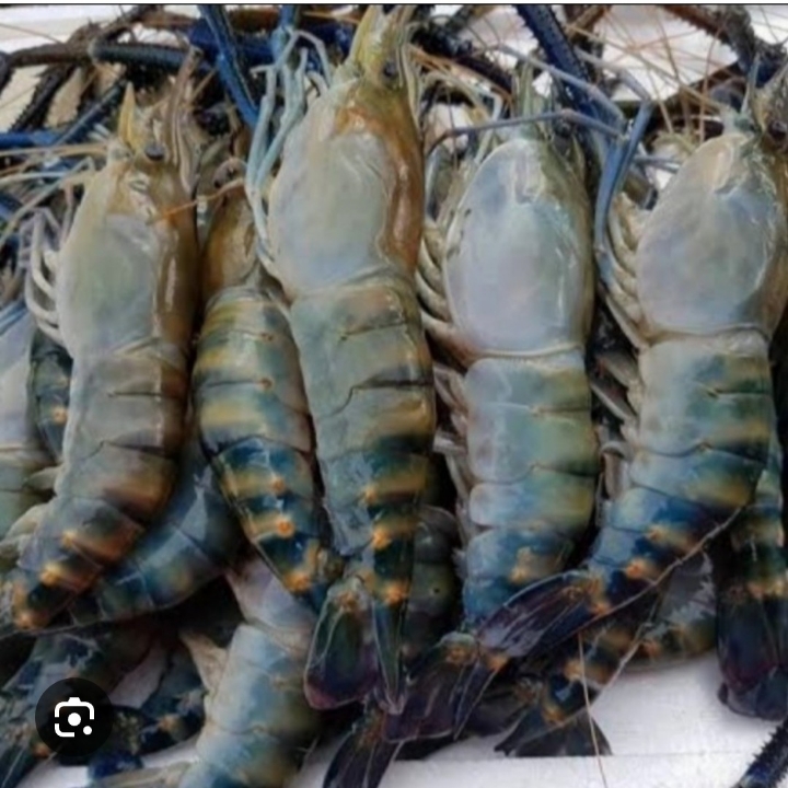 UDANG GALAH A
