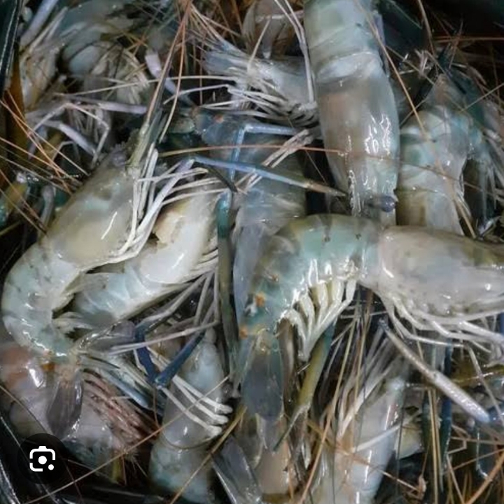 UDANG GALAH A 2