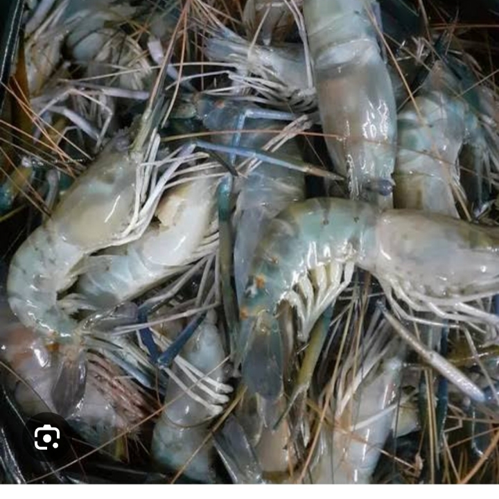 UDANG GALAH B