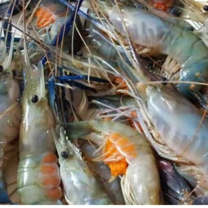 UDANG GALAH B 2