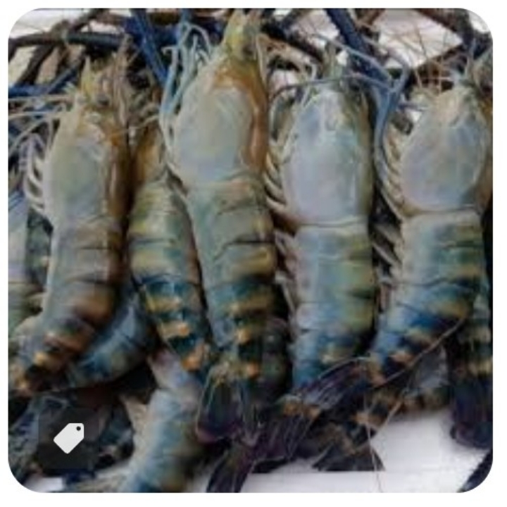 UDANG GALAH C