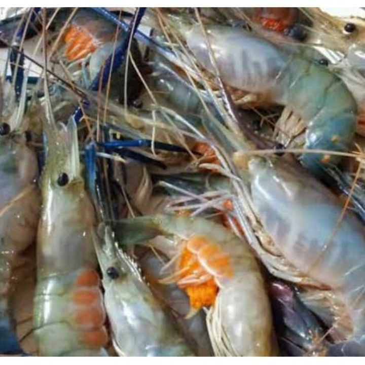 UDANG GALAH C 2