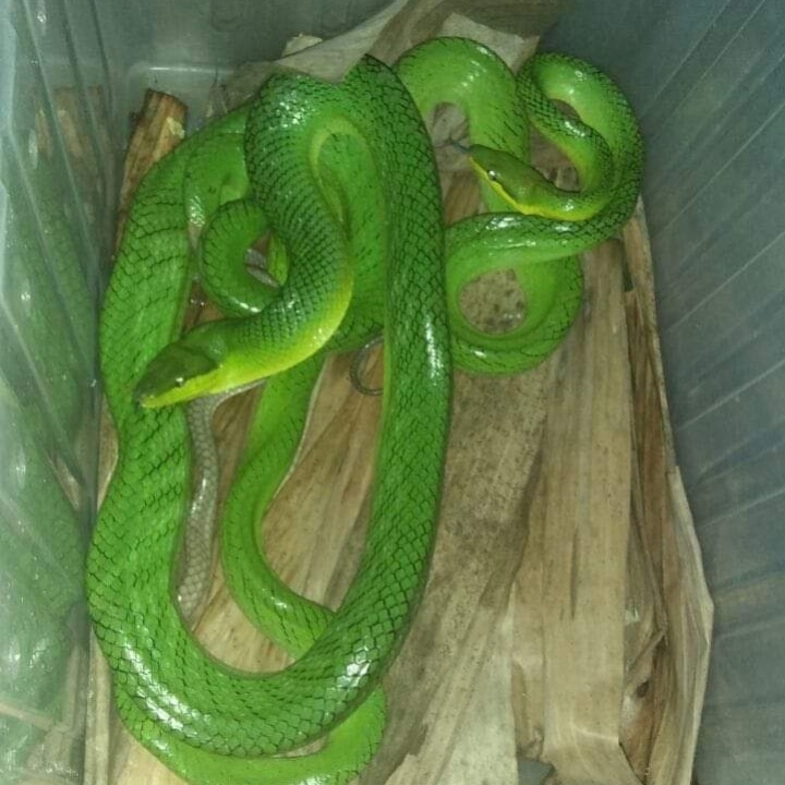 ULAR GONYOSOMA