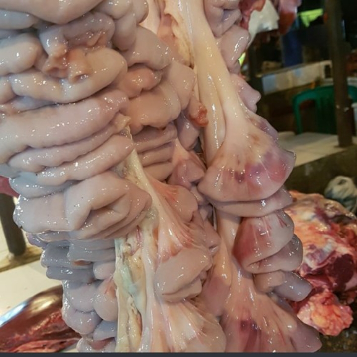 USUS HALUS 