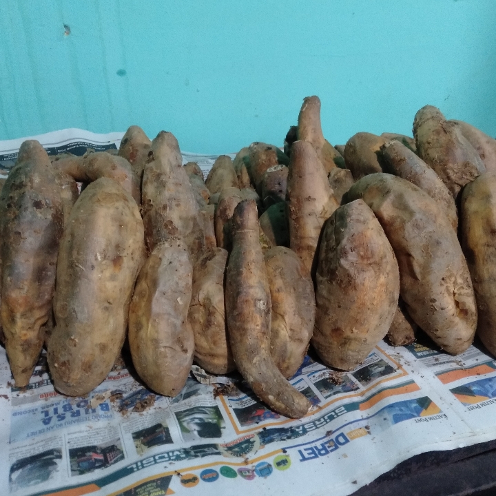 Ubi Bakar Cilembu 2