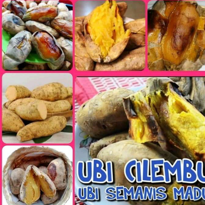 Ubi Cilembu Matang