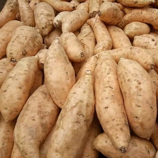 Ubi Cilembu Mentah 1KG