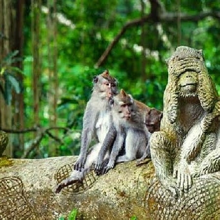Ubud Monkey Forest Tour