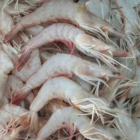 Udang