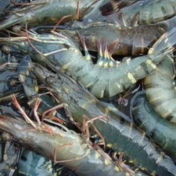 Udang