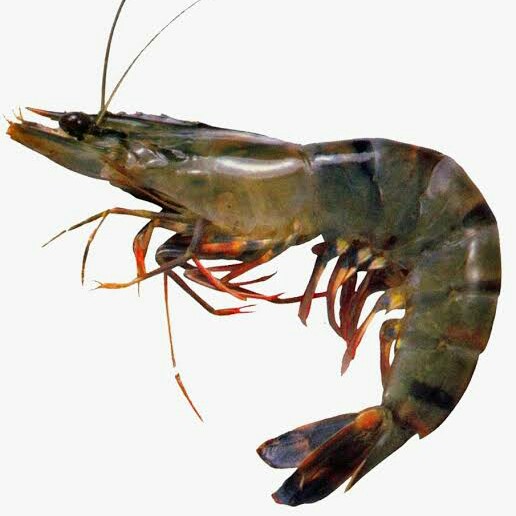 Udang