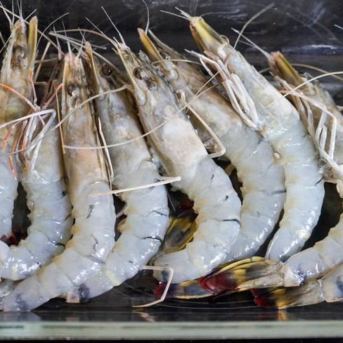 Udang