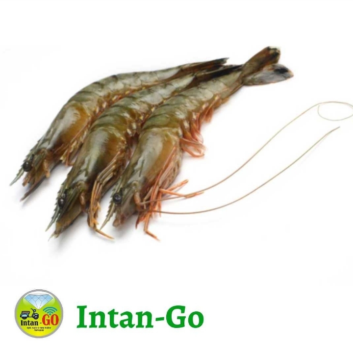 Udang