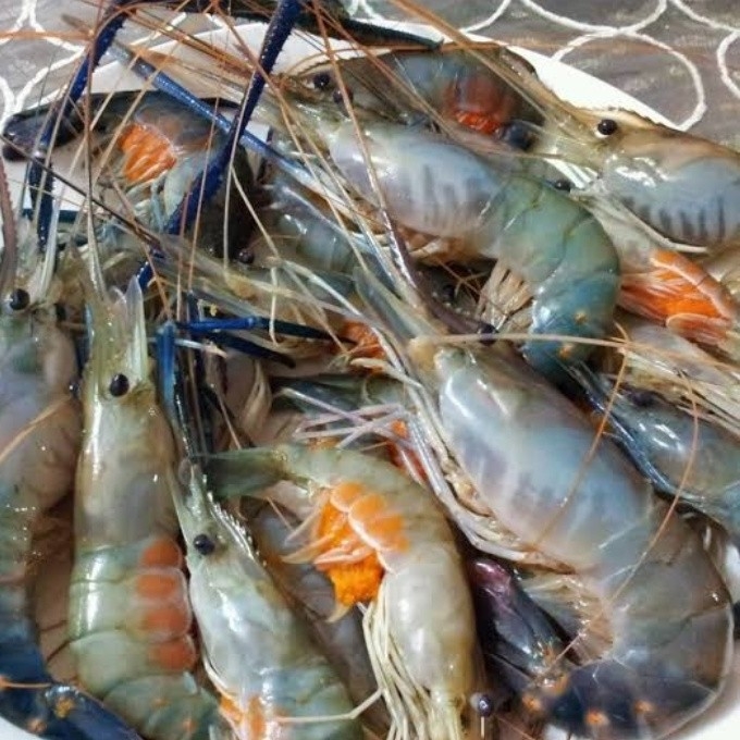 Udang