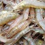 Udang Kecil