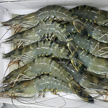 Udang 1kg