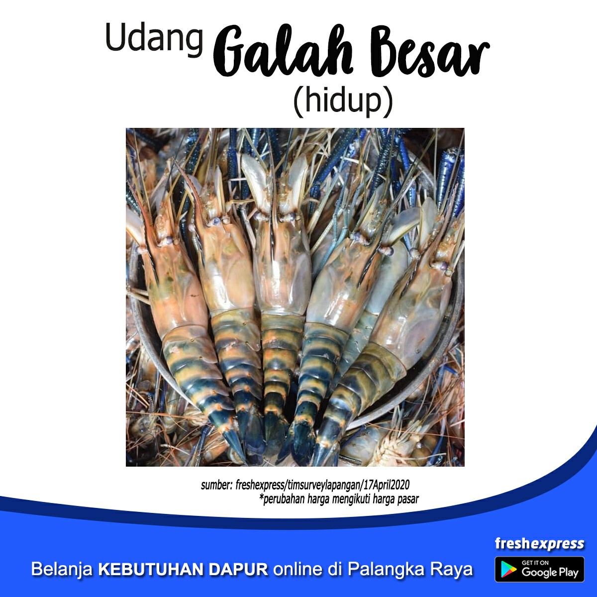 Udang Galah Besar Hidup 500 Gram