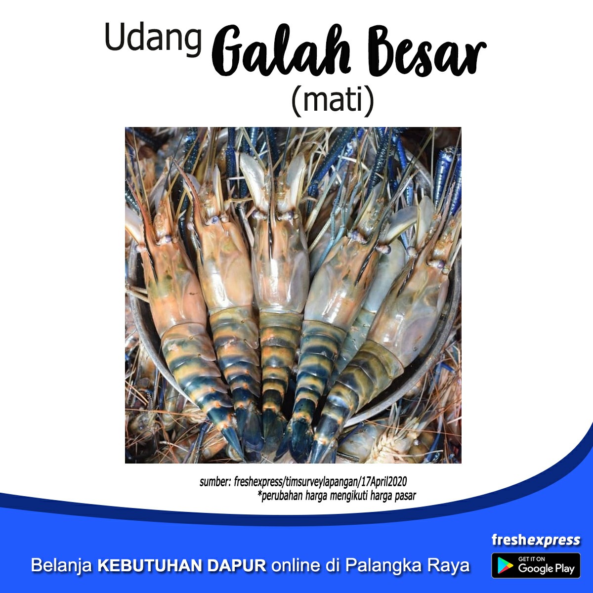 Udang Galah Besar Mati 500 Gram