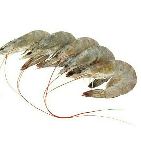 Udang Putih Laut