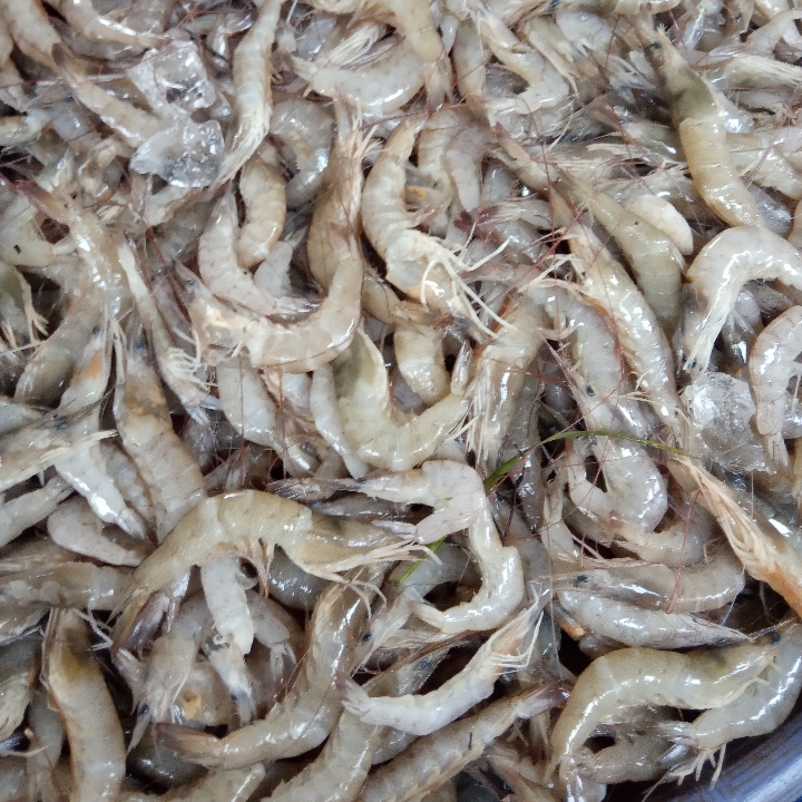 Udang Sedang 1kg