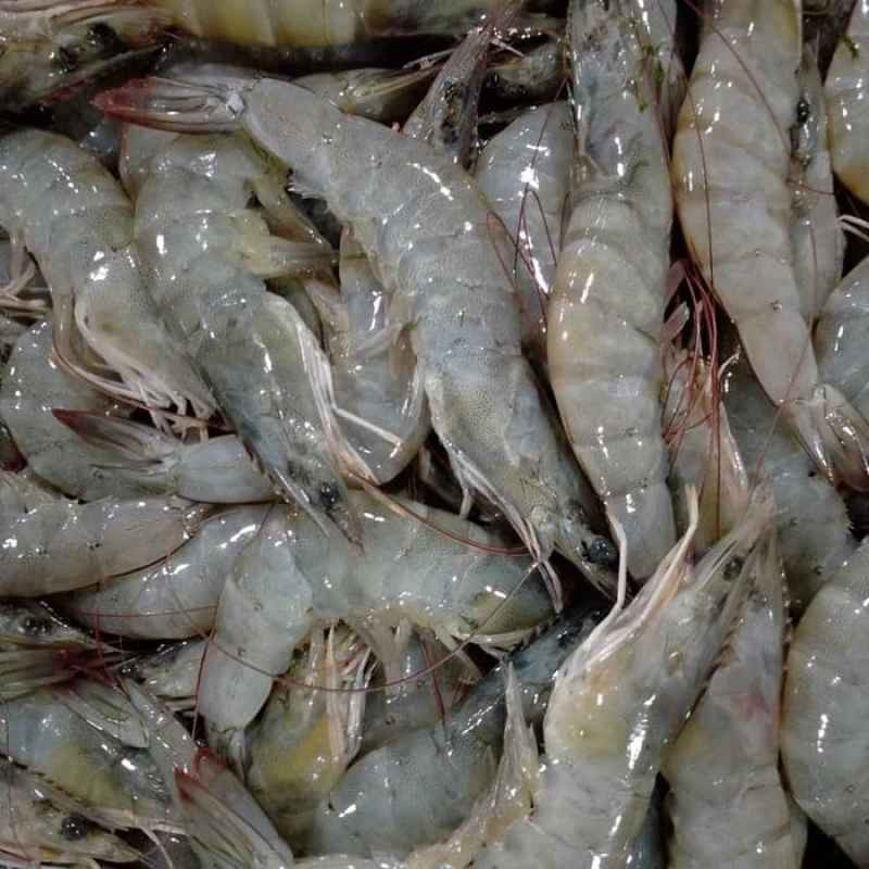 Udang Segar