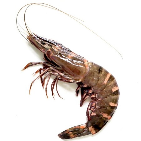Udang Windu Besar Premium
