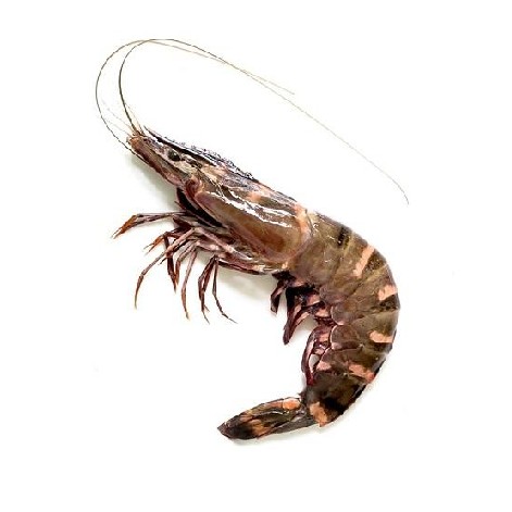 Udang Windu Besar Premium