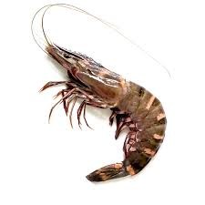 Udang Windu Besar Premium