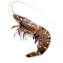 Udang Windu Besar Premium