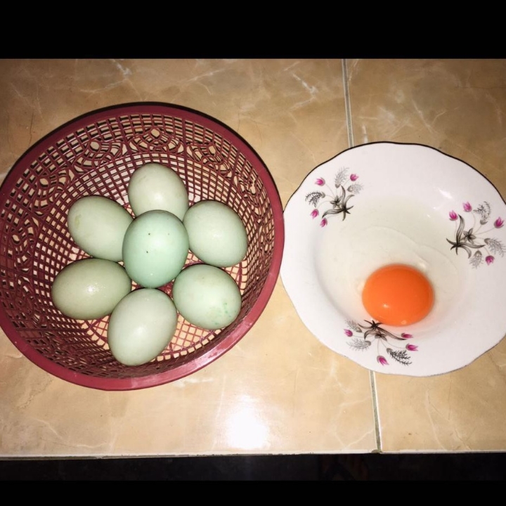 Telur Bebek Ukuran A Isi 10 Butir