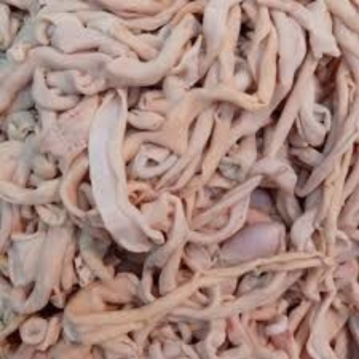 Usus Ayam