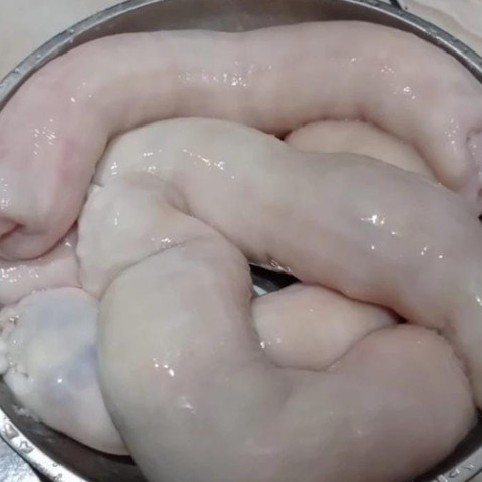 Usus Sapi