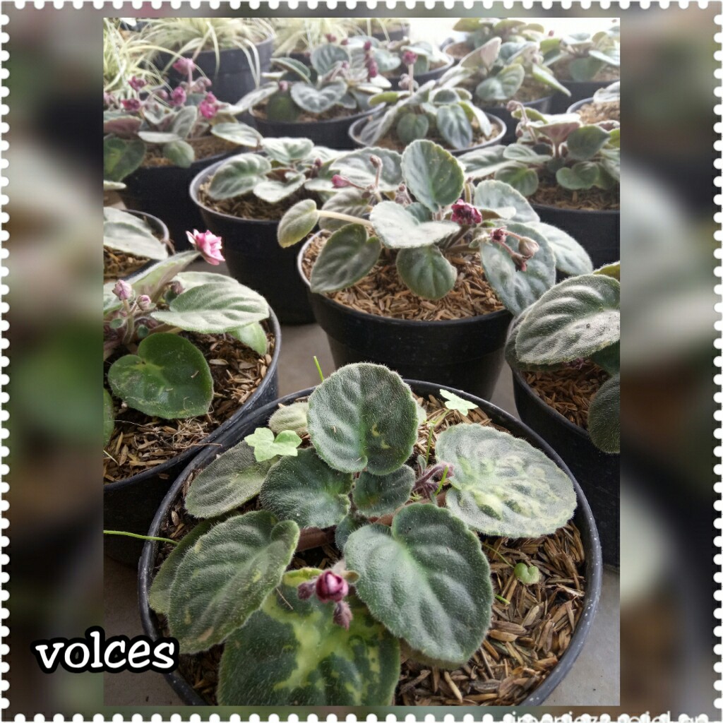 VOLCES
