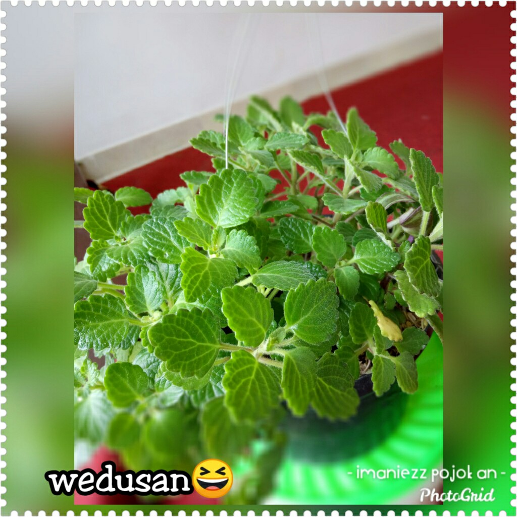 WEDUSAN