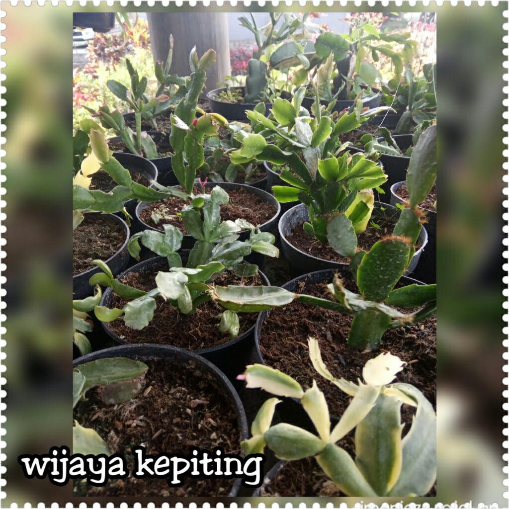 WIJAYA KEPITING