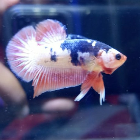 WS White Scales
