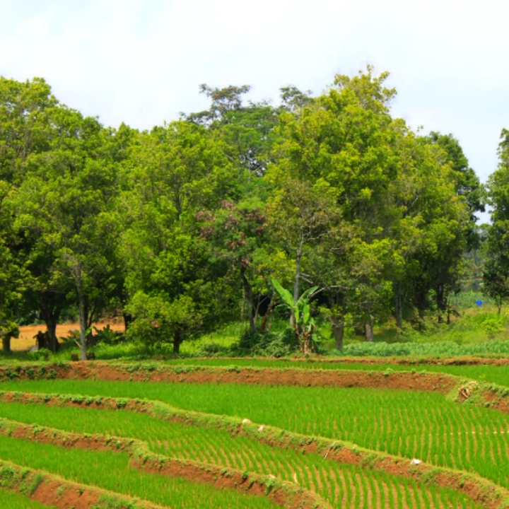 Wisata Sawah Lowa