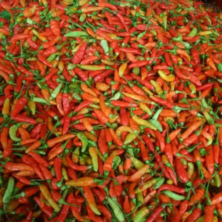 Yang Segar Segar Cabe Wortel Dll 2