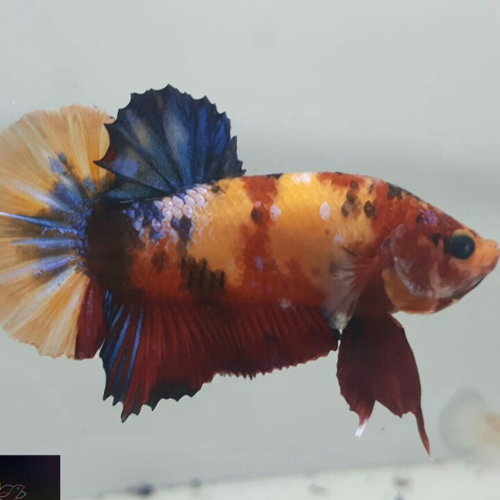 Ikan Cupang Yellow Base