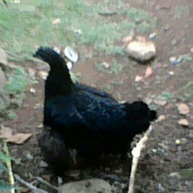 ayam camani