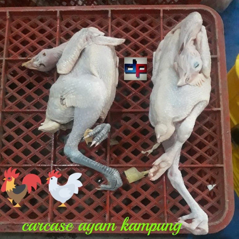ayam kampung