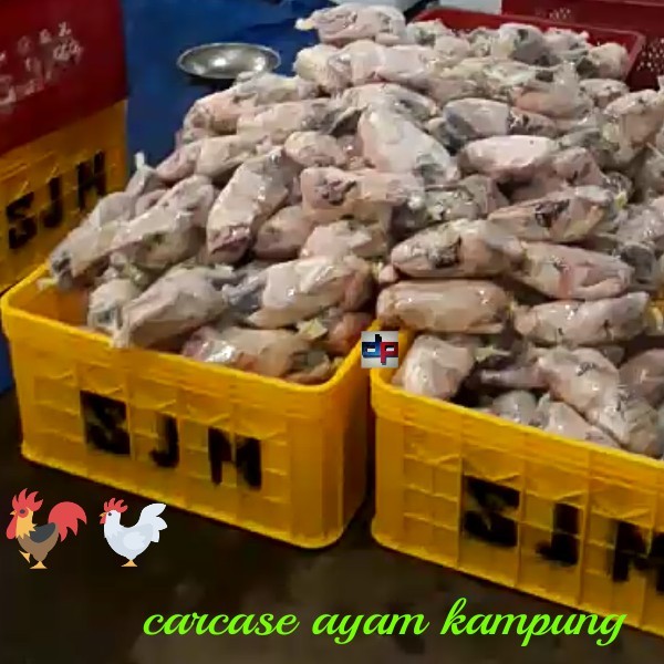 ayam kampung 2