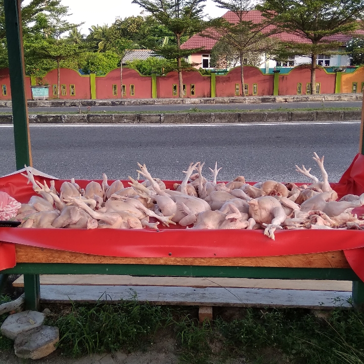 ayam potong
