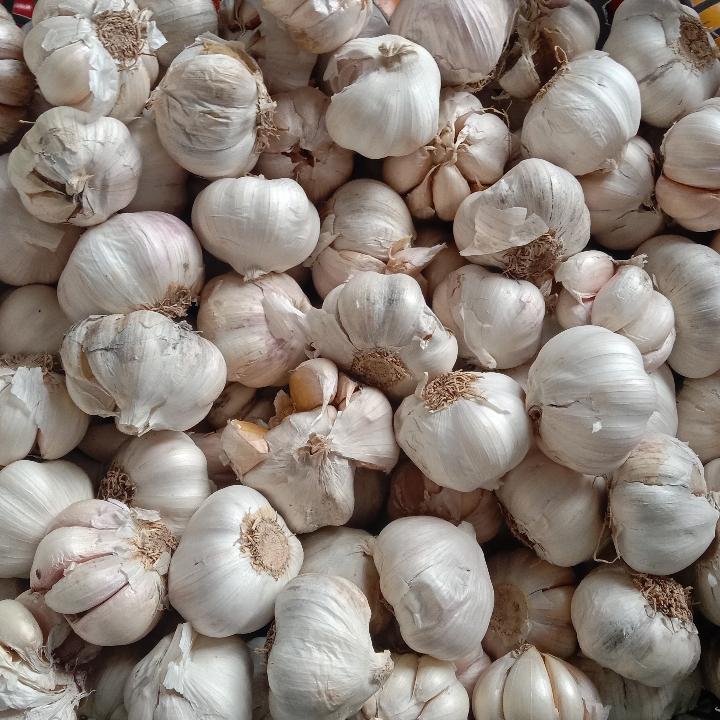 bawang putih 