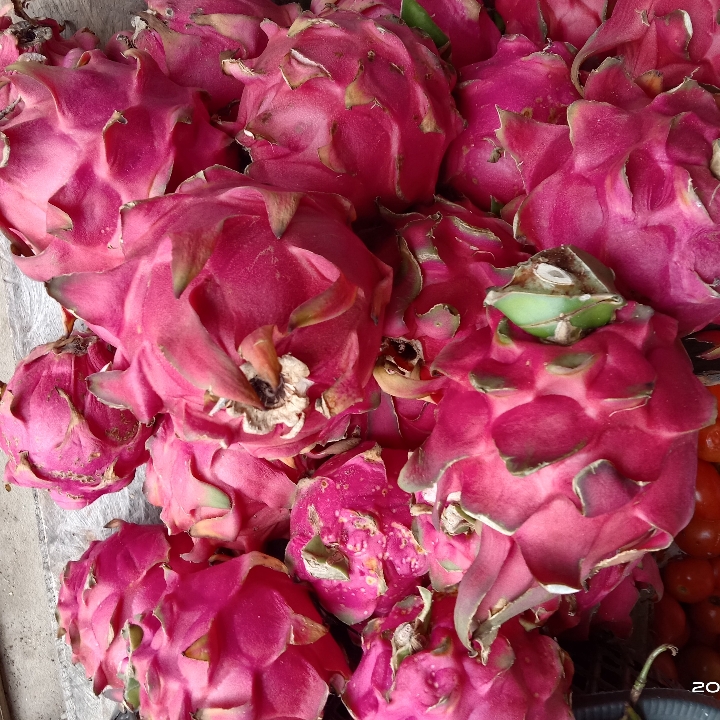 buah naga 