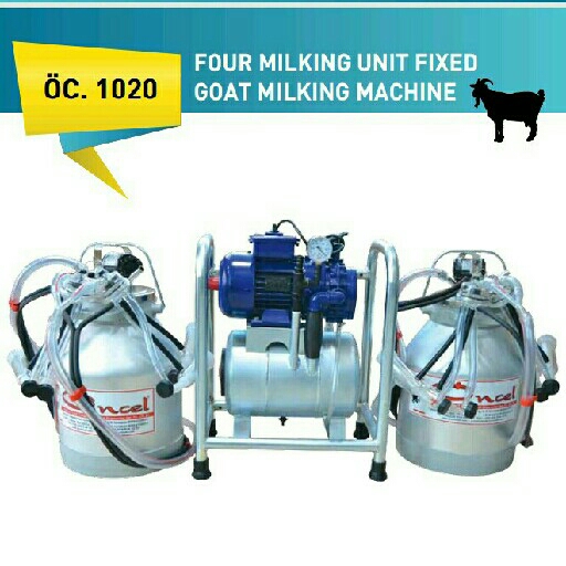 fix milking 4 ekor
