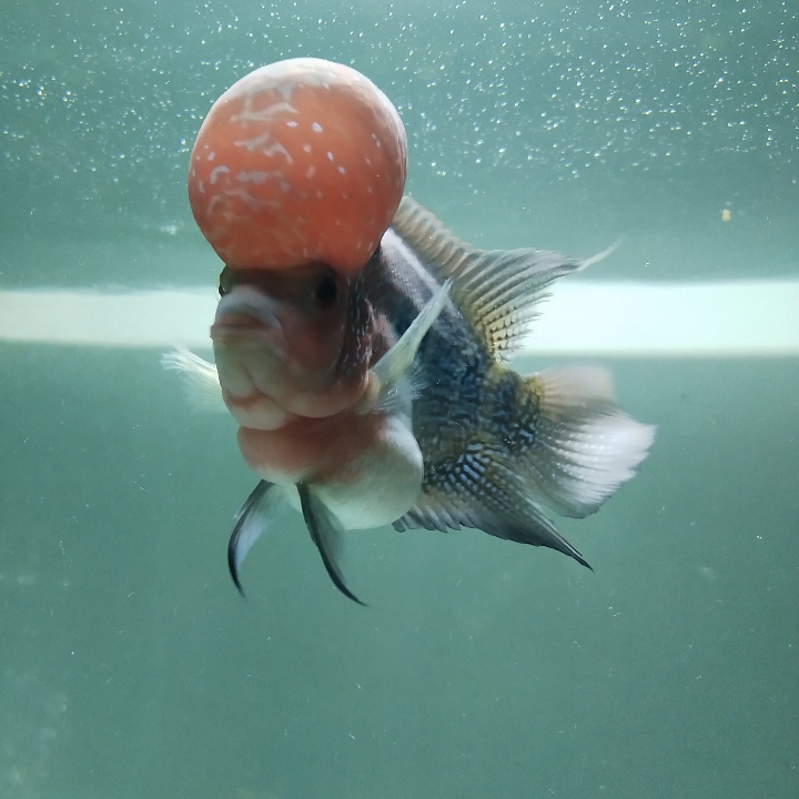 ikan LOUHAN SRD